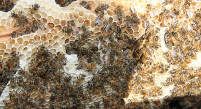 西西果图片大全大图,图片详解西西果是什么