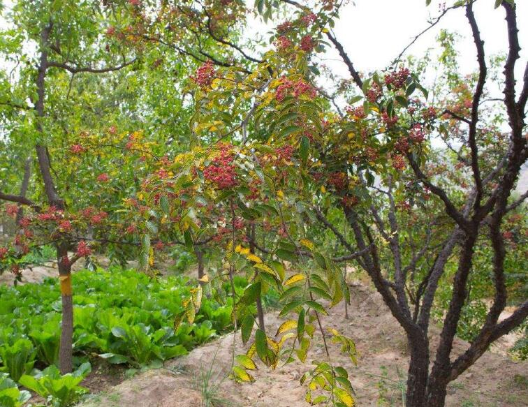 西西果图片大全大图,图片详解西西果是什么