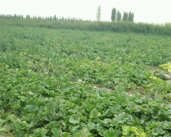 哈密瓜图片,哈密瓜种子,哈密瓜长在哪