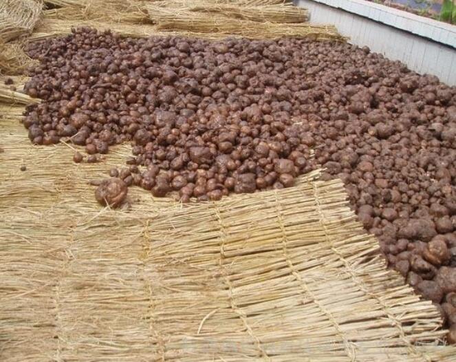 雪莲果图片大全大图 雪莲果长什么样子图片介绍