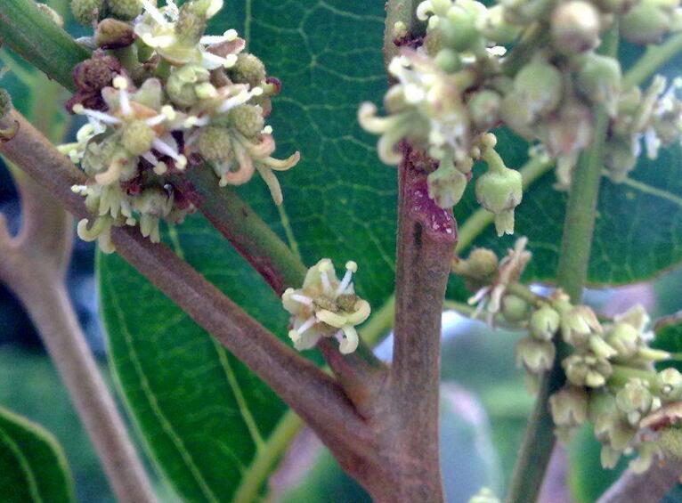 水果红毛丹图片大全 红毛丹和荔枝区别对比图