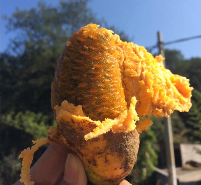 野香蕉多少钱一斤,八月瓜野香蕉