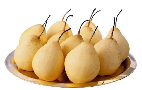 梨子几月份熟,梨子的成熟季节(7-8月份)