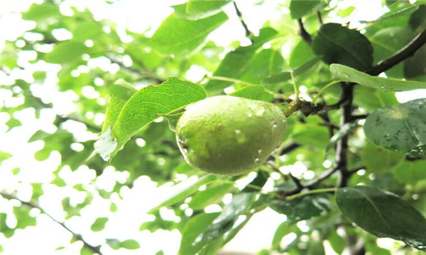 梨子几月份熟,梨子的成熟季节(7-8月份)