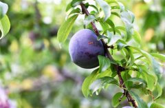 黑布林几月份成熟,黑布林各品种的