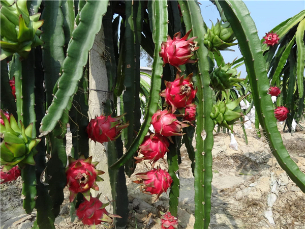 火龙果红心和白心区别,它们的区别在哪里