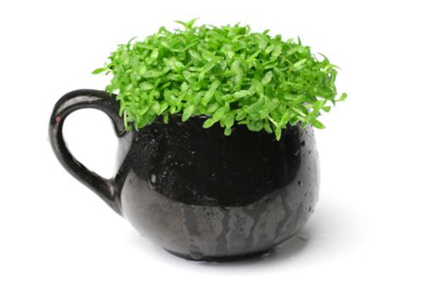 火龙果籽怎么种小盆栽,注意事项有哪些