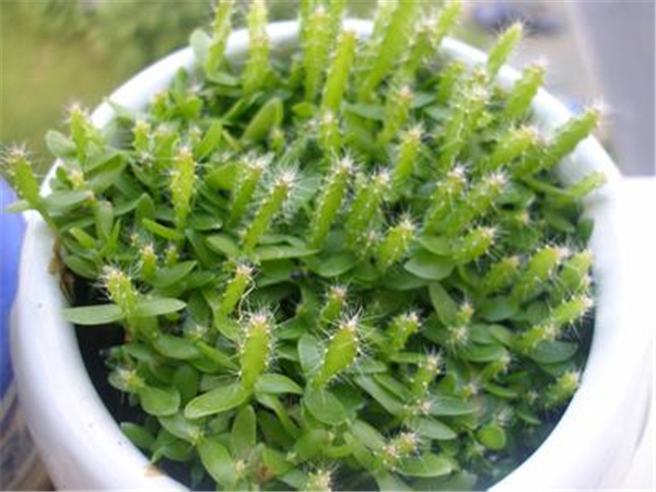 火龙果籽怎么种小盆栽,注意事项有哪些