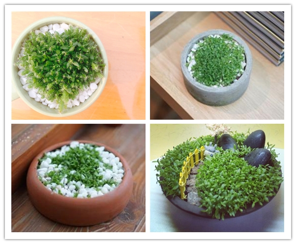 火龙果籽怎么种小盆栽,注意事项有哪些