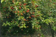 佛灯果和羊奶果的区别,羊奶果营养