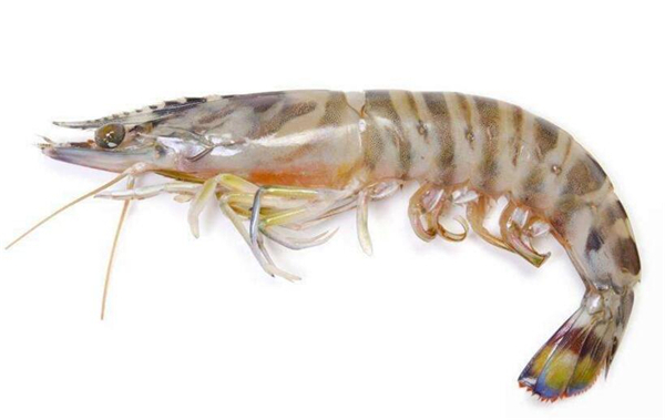 明虾和基围虾的区别,明虾与基围虾傻傻分不清