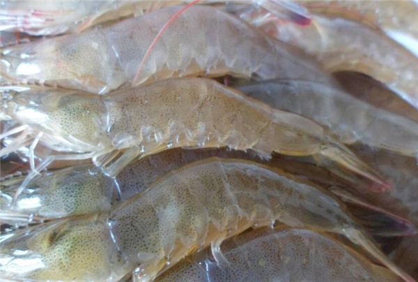 明虾和基围虾的区别,明虾与基围虾傻傻分不清