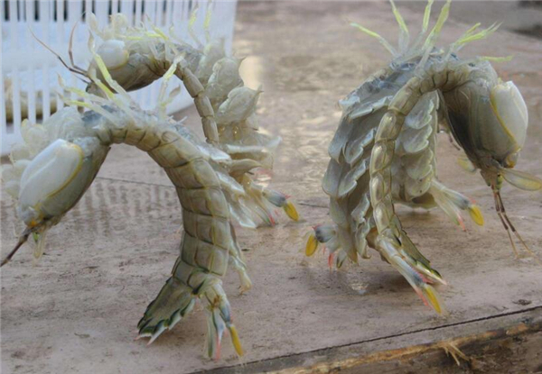 皮皮虾是不是虾,皮皮虾虽是网红但不是虾