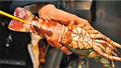 大龙虾怎么洗图解,大龙虾活着放尿无异味