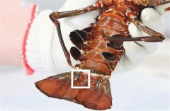 波士顿龙虾怎么杀图解,先放尿或用水煮10秒再杀