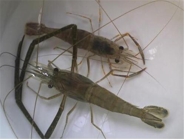 非常小的河虾怎么清洗,小河虾清洗方法是什么