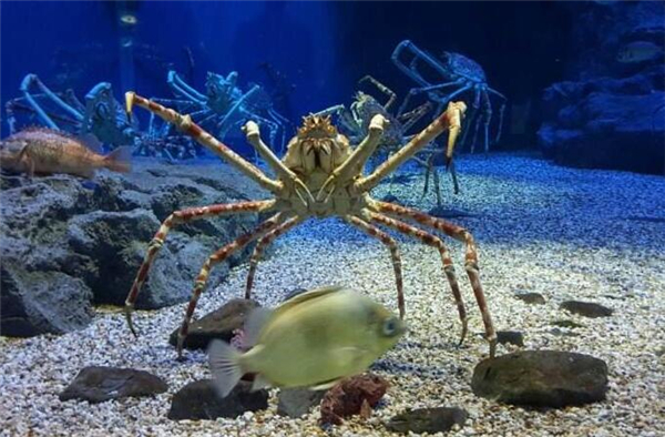 皇帝蟹和帝王蟹的区别,帝王蟹并不是真正的蟹类