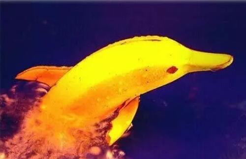 水果拼盘图片简单好看,简单创意水果图片大全带名字