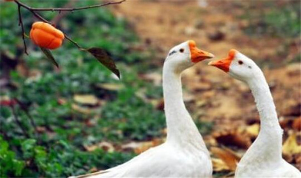 柿子和什么不能一起吃,柿子不能和什么食物一起吃(蟹致胃柿石)