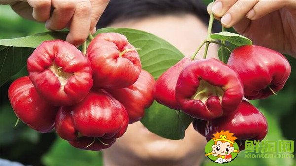 莲雾产地在哪里,莲雾产地有哪些地方