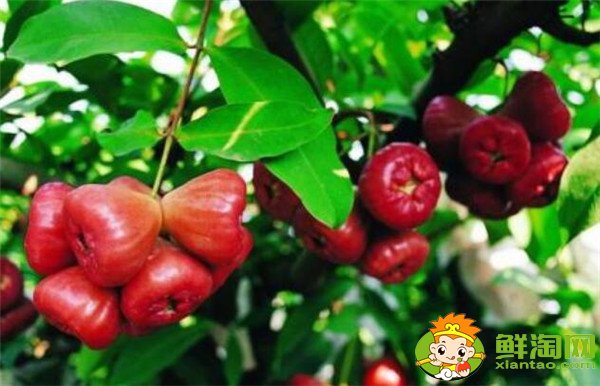 莲雾产地在哪里,莲雾产地有哪些地方