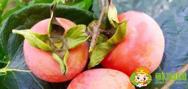 未成熟的柿子怎么催熟最快,柿子怎么催熟最简单的方法(不涩简单)