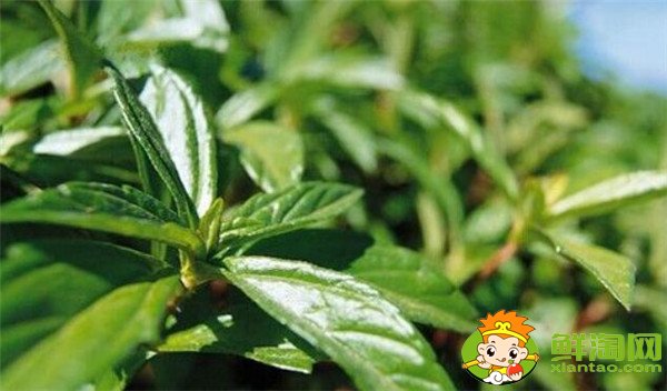 枇杷叶的功效与作用,枇杷叶怎么煮水止咳