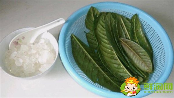 枇杷叶的功效与作用,枇杷叶怎么煮水止咳