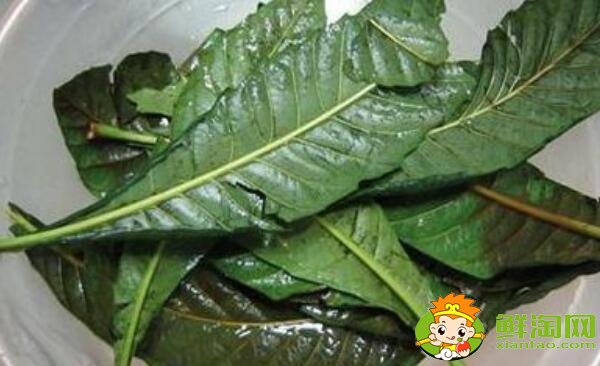 枇杷叶的功效与作用,枇杷叶怎么煮水止咳