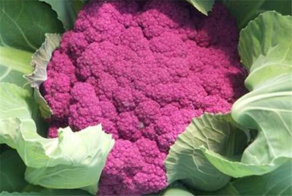 花椰菜和西兰花的区别,菜的颜色最为明显(白与绿)