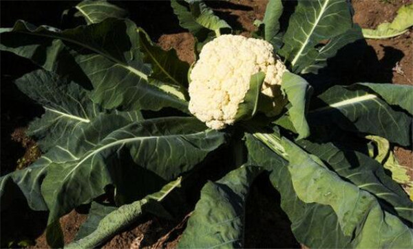 花椰菜和西兰花的区别,菜的颜色最为明显(白与绿)