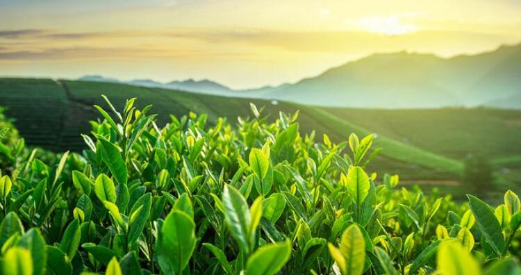 杭州特产在哪里买正宗便宜,杭州特产去哪里买