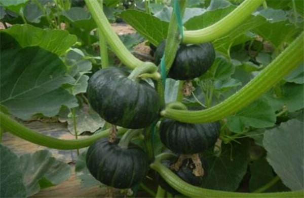 南瓜产地在哪里,南瓜的栽培品种