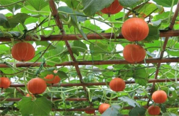 南瓜产地在哪里,南瓜的栽培品种