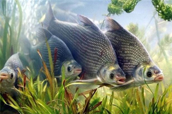 武汉特产哪里买最正宗,武汉特产有哪些可以带