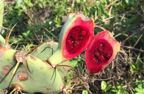 仙人掌果好吃吗,仙人掌果粉能瘦身吗