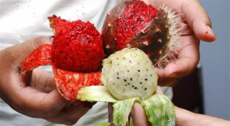 仙人掌果好吃吗,仙人掌果粉能瘦身吗