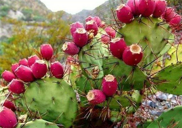 仙人掌果泡水能泡几天,仙人掌果泡水的功效