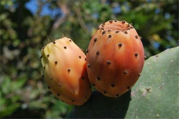 仙人掌果泡水能泡几天,仙人掌果泡水的功效