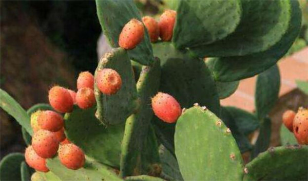 仙人掌果泡水对咽炎有帮助吗,仙人掌果泡水能不能和茶水同时饮用