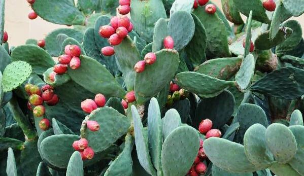 仙人掌果泡水喝有什么作用,仙人掌果泡水喝有什么好处