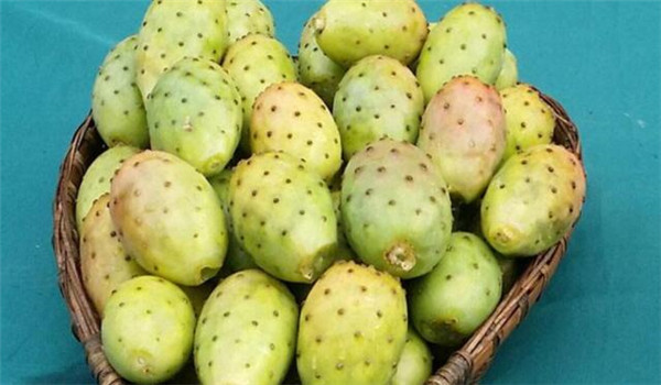 仙人掌果怎么储存,仙人掌果的储存方法