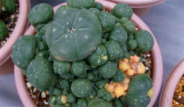 哪种仙人掌果实不能吃,不能吃的仙人掌图片