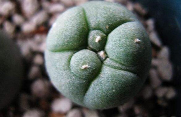 哪种仙人掌果实不能吃,不能吃的仙人掌图片