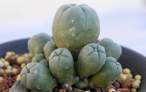 哪种仙人掌果实不能吃,不能吃的仙人掌图片