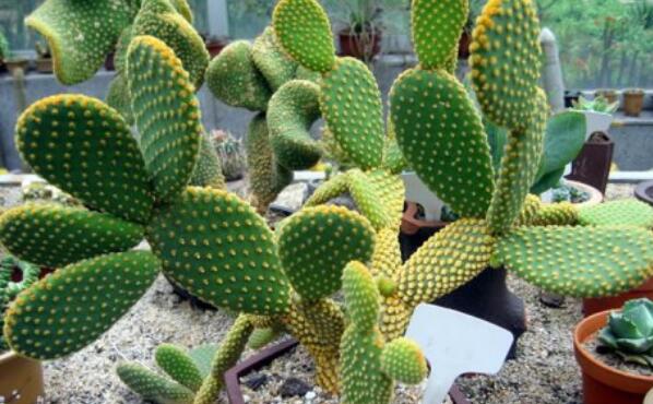 哪种仙人掌果实不能吃,不能吃的仙人掌图片