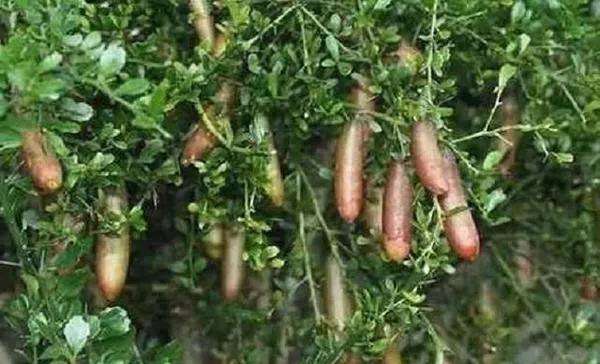 澳洲指橙什么季节有,澳洲指橙需要修枝吗