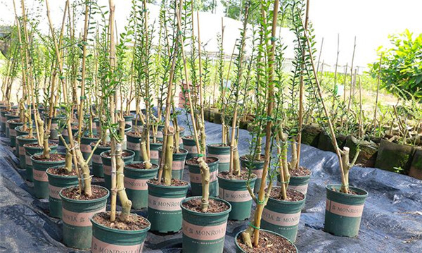 指橙树什么时候开花,指橙几年挂果