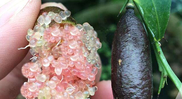 指橙树什么时候开花,指橙几年挂果