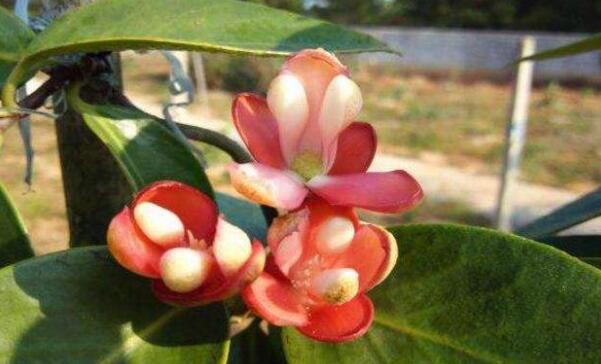 指橙的种植需要什么条件,指橙种植条件南北方